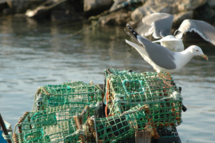 Gaivotas na rede - Porto de Peniche